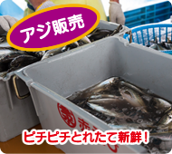 アジ販売