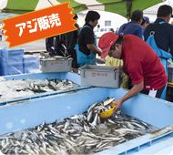 アジ販売